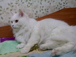 1920 X 1440 547.2 Kb 1920 X 1440 581.8 Kb     