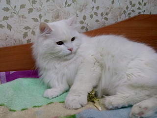 1920 X 1440 528.0 Kb 1920 X 1440 547.2 Kb 1920 X 1440 581.8 Kb     