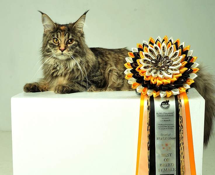 1920 X 1564 229.0 Kb 600 x 402 -   