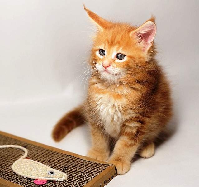 779 X 731 125.1 Kb -   