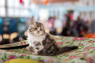 640 X 427 209.7 Kb 640 X 640 407.2 Kb 640 X 640 260.6 Kb   !  Alfredo