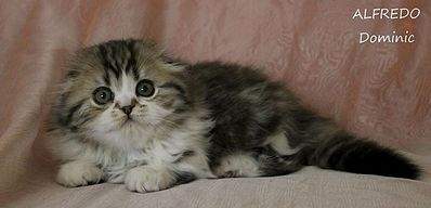 720 X 347 30.2 Kb 640 X 427 226.5 Kb 640 X 427 209.7 Kb 640 X 640 407.2 Kb 640 X 640 260.6 Kb   !  Alfredo