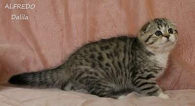 720 X 393 48.3 Kb   !  Alfredo