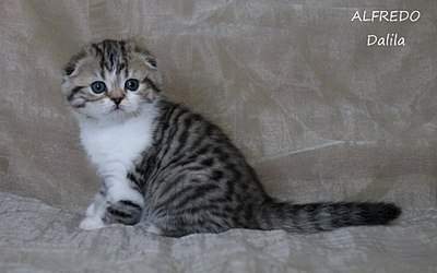 1920 X 1200 346.0 Kb 1920 X 1200 346.0 Kb 720 X 393 48.3 Kb   !  Alfredo