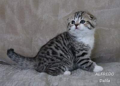 1920 X 1368 391.9 Kb 1920 X 1200 346.0 Kb 1920 X 1200 346.0 Kb 720 X 393 48.3 Kb   !  Alfredo