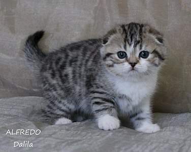 1920 X 1530 442.9 Kb 1920 X 1368 391.9 Kb 1920 X 1200 346.0 Kb 1920 X 1200 346.0 Kb 720 X 393 48.3 Kb   !  Alfredo