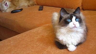 1920 X 1079 386.9 Kb 1920 X 1079 464.0 Kb   