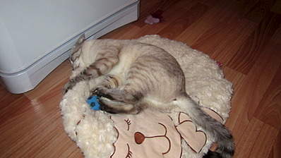 1920 X 1079 478.5 Kb 1920 X 1079 501.4 Kb 1920 X 1079 491.0 Kb 1920 X 1079 490.1 Kb      