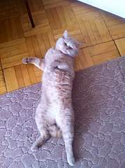 716 X 960 169.1 Kb 713 X 610   1.0 Mb  