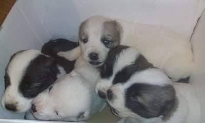 1440 X 864 157.4 Kb 1200 X 1600 577.9 Kb   .   ()