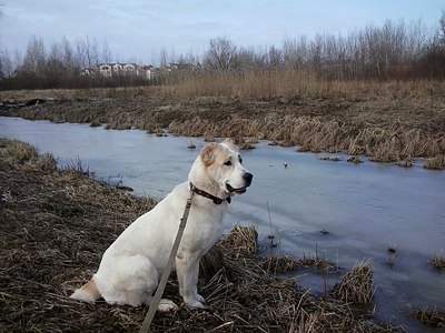 1280 X 960 288.0 Kb 1440 X 864 157.4 Kb 1200 X 1600 577.9 Kb   .   ()