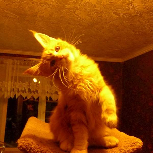 1365 X 1362 723.4 Kb -   