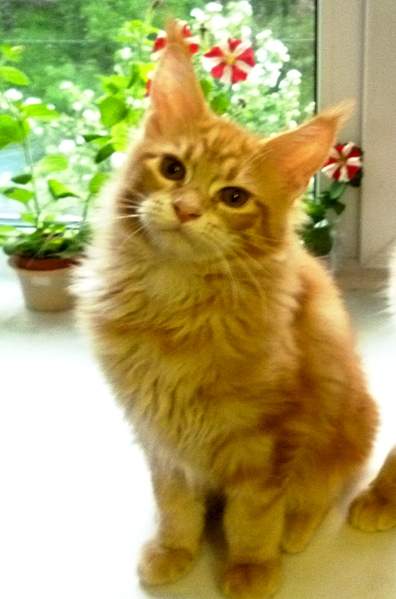 871 X 1318 474.8 Kb -   