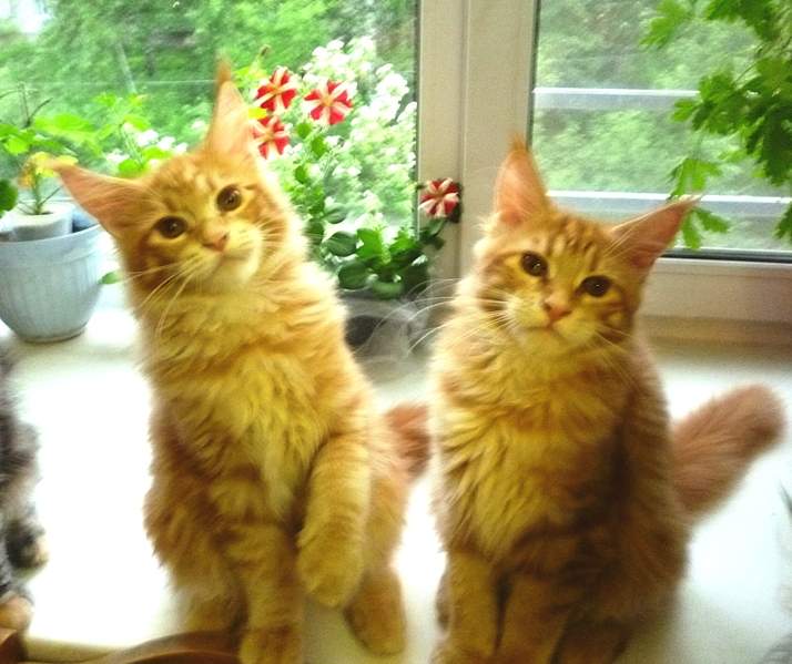 1693 X 1421 173.7 Kb 871 X 1318 474.8 Kb -   