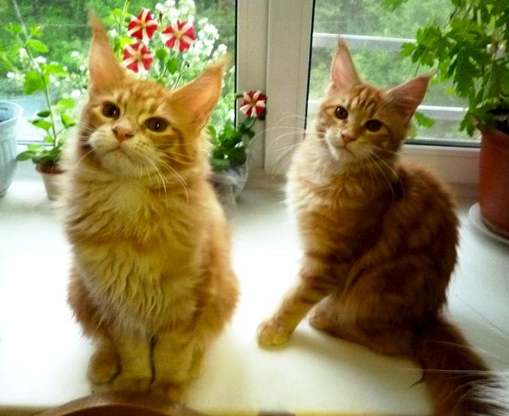 1745 X 1428 163.8 Kb 1693 X 1421 173.7 Kb 871 X 1318 474.8 Kb -   