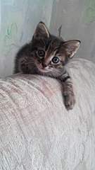 340 X 604 44.0 Kb 604 X 585 62.1 Kb      