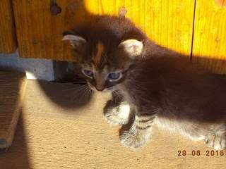 604 X 453  59.7 Kb 604 X 453  62.3 Kb 604 X 453  50.1 Kb      