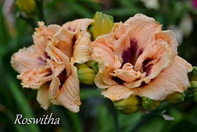 2000 X 1333 901.9 Kb 2000 X 1333 822.2 Kb 1920 X 1280 199.9 Kb ��������� ������