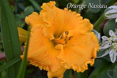 1800 X 1200 716.6 Kb 2000 X 1333 960.2 Kb 2000 X 1333 901.9 Kb 2000 X 1333 822.2 Kb 1920 X 1280 199.9 Kb ��������� ������