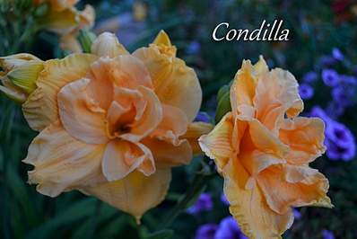 2000 X 1333 901.8 Kb ��������� ������