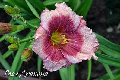 2000 X 1333 966.8 Kb ��������� ������