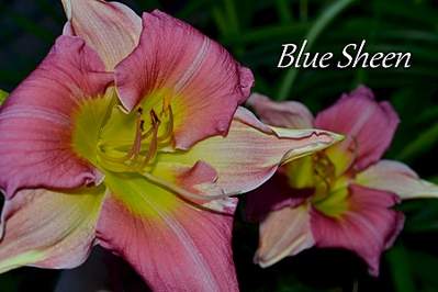 1800 X 1200 804.2 Kb 2000 X 1333 257.5 Kb 1800 X 1200 935.9 Kb 2000 X 1333 966.8 Kb ��������� ������