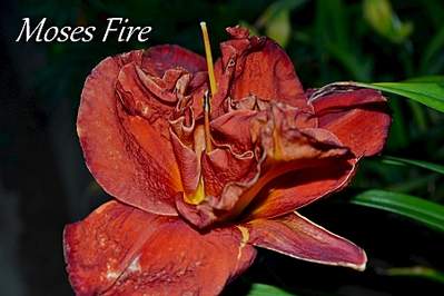 1800 X 1200 880.0 Kb 1800 X 1200 804.2 Kb 2000 X 1333 257.5 Kb 1800 X 1200 935.9 Kb 2000 X 1333 966.8 Kb ��������� ������