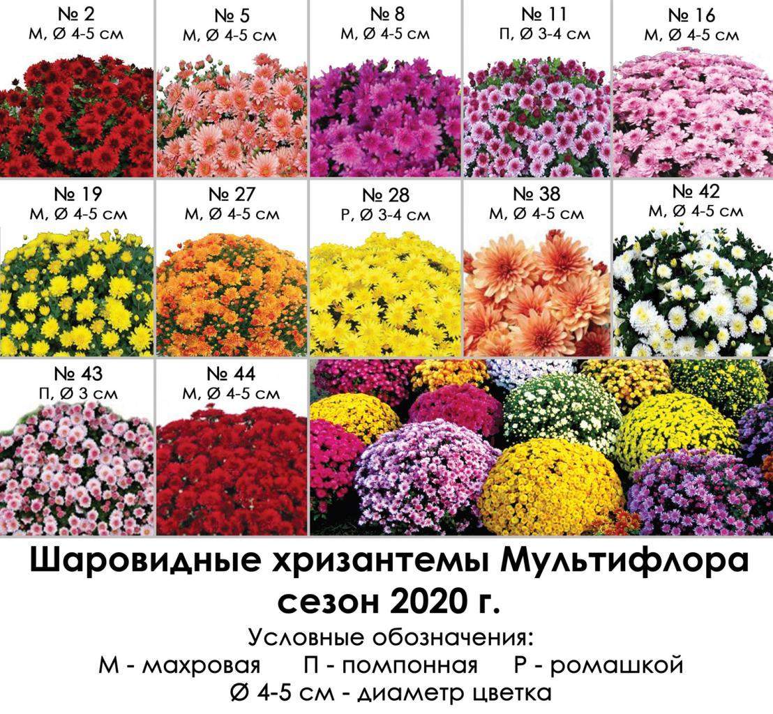 виды хризантемы мультифлора с фото