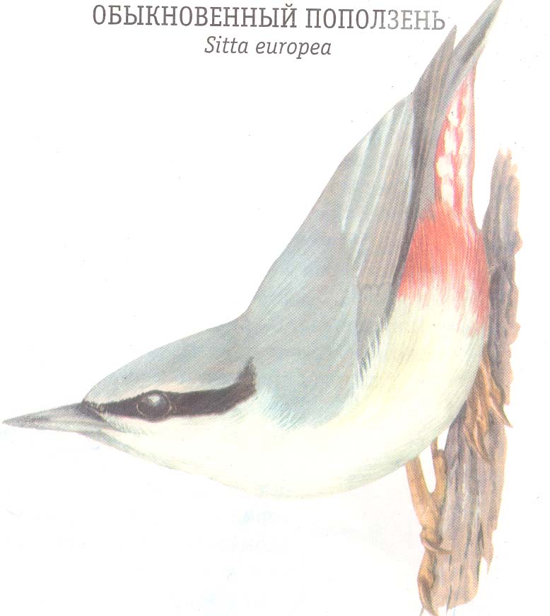 Рисунок поползня для детей