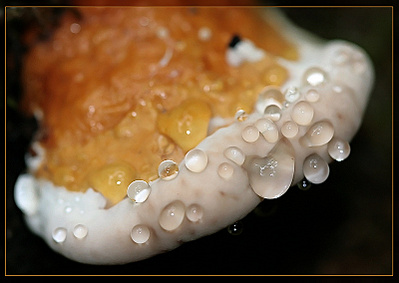click for enlarge 800 X 567 111.4 Kb picture