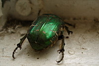 click for enlarge 800 X 533 88.1 Kb picture