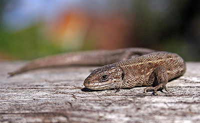 click for enlarge 900 X 556 186.9 Kb picture