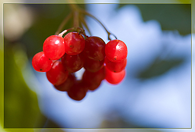 click for enlarge 800 X 542 125.0 Kb picture