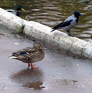 click for enlarge 594 X 600 111.8 Kb picture