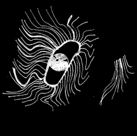 283 x 280