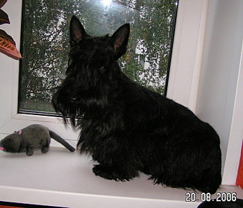 click for enlarge 1528 X 1306 459.7 Kb picture