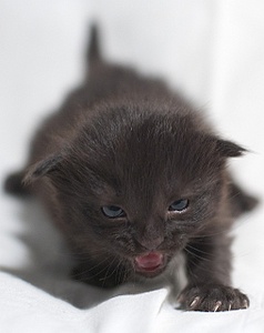 click for enlarge 508 X 640 77.0 Kb picture