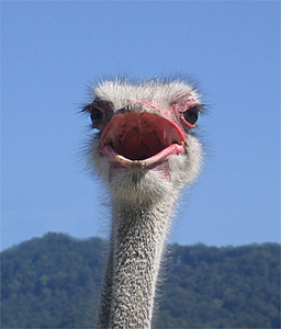 click for enlarge 300 X 351 80.2 Kb picture