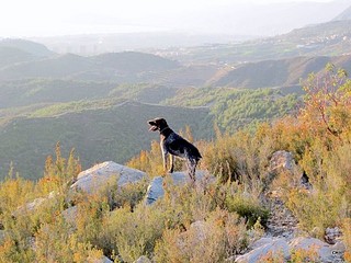 click for enlarge 600 X 450 78,8 Kb picture