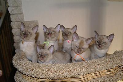 click for enlarge 919 X 612 117,5 Kb picture