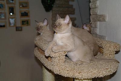 click for enlarge 919 X 612 101,6 Kb picture