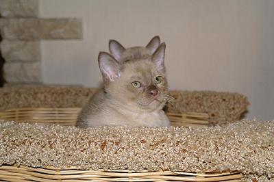 click for enlarge 919 X 612 118,1 Kb picture