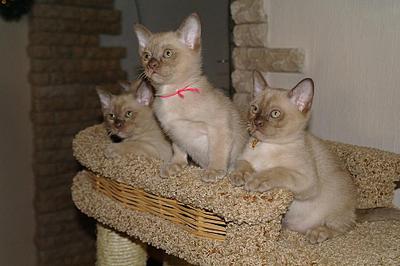 click for enlarge 919 X 612 112,8 Kb picture