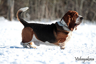 click for enlarge 800 X 533 118,5 Kb picture