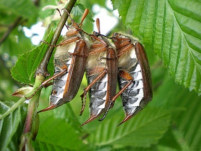 click for enlarge 500 X 375  58,2 Kb picture
