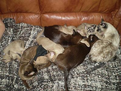 click for enlarge 922 X 692 123,3 Kb picture