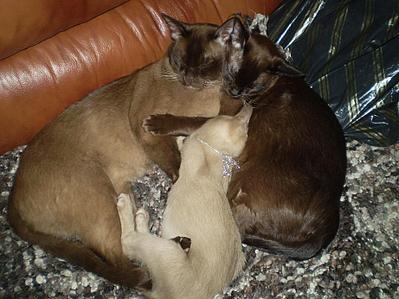 click for enlarge 922 X 692 104,6 Kb picture