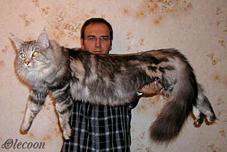 click for enlarge 797 X 535 104,8 Kb picture