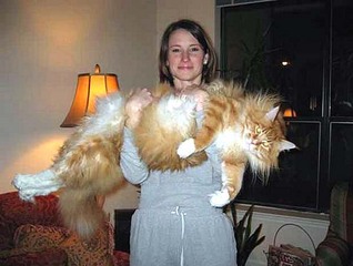 click for enlarge 600 X 452 41,5 Kb picture