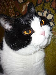 click for enlarge 1920 X 2560 423,4 Kb picture